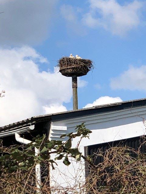 Storchennest in Stralendorf im April 2023